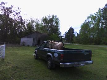 My goat and truck beavers